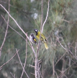 Nesoptilotis leucotis at Mongarlowe, NSW - 3 Jul 2019 02:30 PM