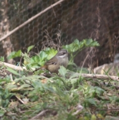 Sericornis frontalis (White-browed Scrubwren) at Mongarlowe, NSW - 3 Jul 2019 by LisaH