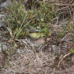 Acanthiza reguloides (Buff-rumped Thornbill) at Mongarlowe, NSW - 3 Jul 2019 by LisaH