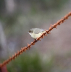 Acanthiza reguloides at Mongarlowe, NSW - 3 Jul 2019 03:59 PM