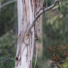 Acanthiza reguloides at Mongarlowe, NSW - 3 Jul 2019 03:59 PM