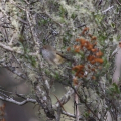 Acanthiza pusilla (Brown Thornbill) at Mongarlowe River - 3 Jul 2019 by LisaH