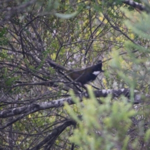 Psophodes olivaceus at Mongarlowe, NSW - 3 Jul 2019 03:30 PM