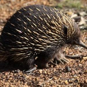 Tachyglossus aculeatus at Forde, ACT - 3 Jul 2019