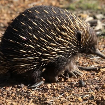 Tachyglossus aculeatus (Short-beaked Echidna) at Mulligans Flat - 3 Jul 2019 by jbromilow50