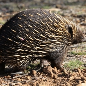 Tachyglossus aculeatus at Forde, ACT - 3 Jul 2019 02:19 PM