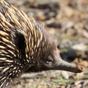 Tachyglossus aculeatus at Forde, ACT - 3 Jul 2019 02:19 PM