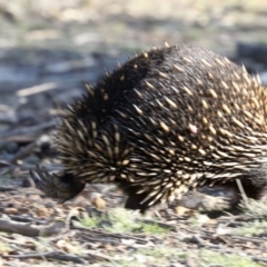 Tachyglossus aculeatus at Forde, ACT - 3 Jul 2019 02:19 PM