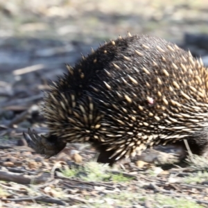 Tachyglossus aculeatus at Forde, ACT - 3 Jul 2019 02:19 PM