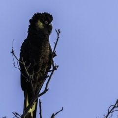 Zanda funerea (Yellow-tailed Black-Cockatoo) at Majura, ACT - 23 Jun 2019 by JonSteinbeck