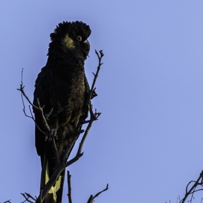 Zanda funerea (Yellow-tailed Black-Cockatoo) at Majura, ACT - 22 Jun 2019 by BIrdsinCanberra