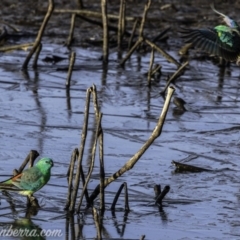 Psephotus haematonotus (Red-rumped Parrot) at Majura, ACT - 23 Jun 2019 by JonSteinbeck