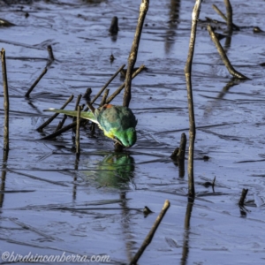 Psephotus haematonotus at Majura, ACT - 23 Jun 2019