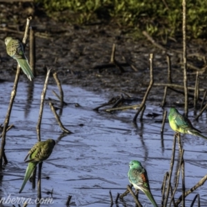 Psephotus haematonotus at Majura, ACT - 23 Jun 2019