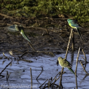 Psephotus haematonotus at Majura, ACT - 23 Jun 2019