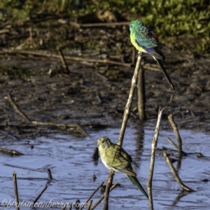 Psephotus haematonotus at Majura, ACT - 23 Jun 2019