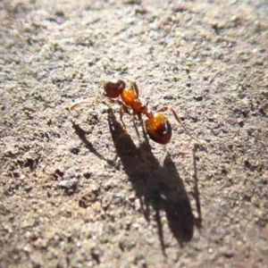 Monomorium sp. (genus) at Acton, ACT - 3 Jul 2019