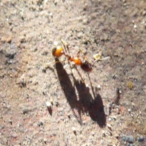 Monomorium sp. (genus) at Acton, ACT - 3 Jul 2019