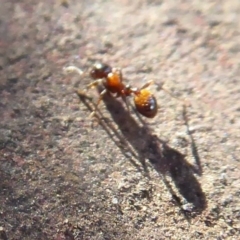 Monomorium sp. (genus) at Acton, ACT - 3 Jul 2019