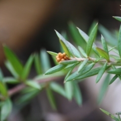 Grevillea juniperina subsp. villosa at Mongarlowe, NSW - 3 Jul 2019 by LisaH