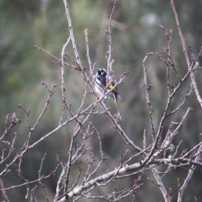 Phylidonyris novaehollandiae (New Holland Honeyeater) at Mongarlowe River - 3 Jul 2019 by LisaH