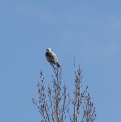 Elanus axillaris (Black-shouldered Kite) at Manar, NSW - 3 Jul 2019 by LisaH