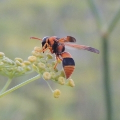 Eumeninae (subfamily) (Unidentified Potter wasp) at Paddys River, ACT - 19 Jan 2019 by MichaelBedingfield