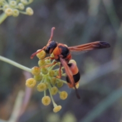 Eumeninae (subfamily) at Paddys River, ACT - 19 Jan 2019 09:18 PM