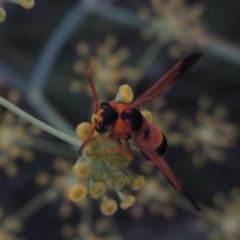 Eumeninae (subfamily) at Paddys River, ACT - 19 Jan 2019 09:18 PM