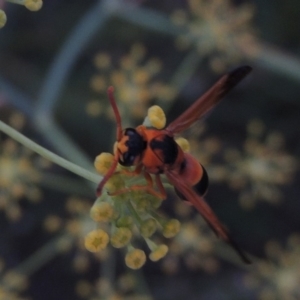 Eumeninae (subfamily) at Paddys River, ACT - 19 Jan 2019