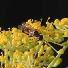 Thynninae (subfamily) (Smooth flower wasp) at Paddys River, ACT - 29 Jan 2019 by MichaelBedingfield