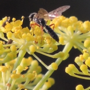 Thynninae (subfamily) at Paddys River, ACT - 29 Jan 2019 08:00 PM