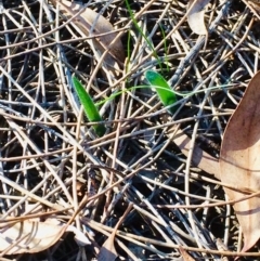 Caladenia actensis (Canberra Spider Orchid) by petersan
