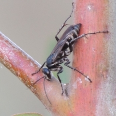 Turneromyia sp. (genus) (Zebra spider wasp) at Tuggeranong DC, ACT - 3 Apr 2019 by MichaelBedingfield