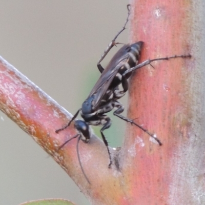 Turneromyia sp. (genus) (Zebra spider wasp) at Tuggeranong DC, ACT - 3 Apr 2019 by michaelb