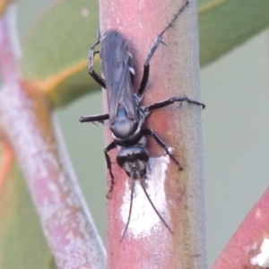 Turneromyia sp. (genus) at Tuggeranong DC, ACT - 3 Apr 2019 07:46 PM