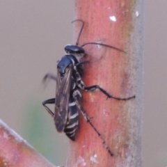 Turneromyia sp. (genus) at Tuggeranong DC, ACT - 3 Apr 2019 07:46 PM