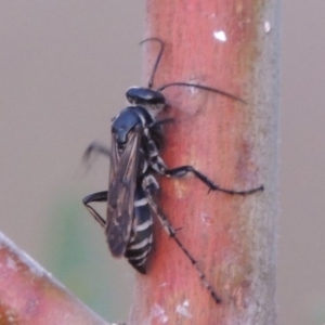 Turneromyia sp. (genus) at Tuggeranong DC, ACT - 3 Apr 2019 07:46 PM