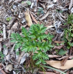 Sceptridium australe (Austral Moonwort) at Batemans Marine Park - 2 Jul 2019 by plants