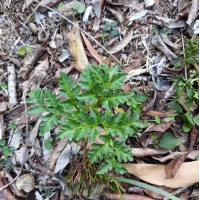 Sceptridium australe (Austral Moonwort) at Batemans Marine Park - 2 Jul 2019 by plants