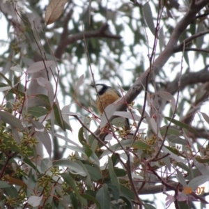 Pachycephala rufiventris at Deakin, ACT - 4 Jul 2019