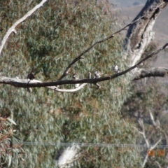 Stizoptera bichenovii at Dunlop, ACT - 3 Jul 2019