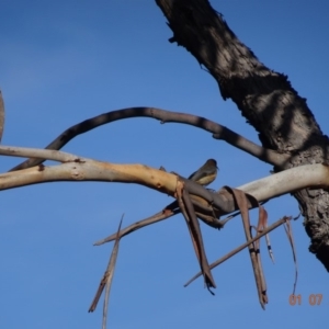 Acanthorhynchus tenuirostris at Red Hill, ACT - 1 Jul 2019