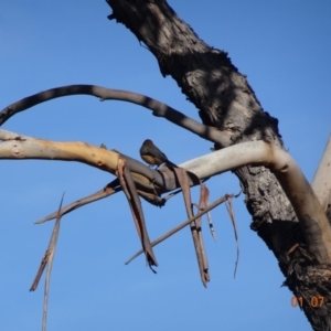 Acanthorhynchus tenuirostris at Red Hill, ACT - 1 Jul 2019