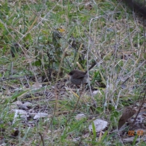 Malurus cyaneus at Deakin, ACT - 2 Jul 2019 05:31 PM