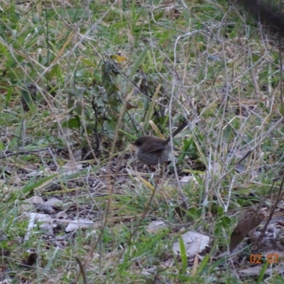 Malurus cyaneus (Superb Fairywren) at Deakin, ACT - 2 Jul 2019 by TomT