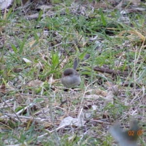 Malurus cyaneus at Deakin, ACT - 2 Jul 2019 05:31 PM