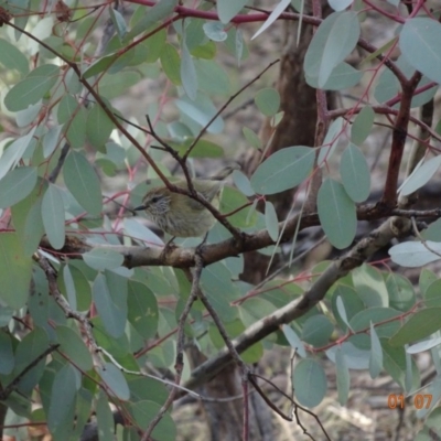 Acanthiza lineata (Striated Thornbill) at Red Hill, ACT - 1 Jul 2019 by TomT