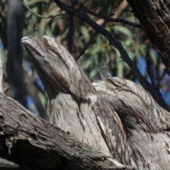 Podargus strigoides (Tawny Frogmouth) at Aranda Bushland - 3 Jul 2019 by KumikoCallaway