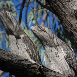 Podargus strigoides at Aranda, ACT - 3 Jul 2019